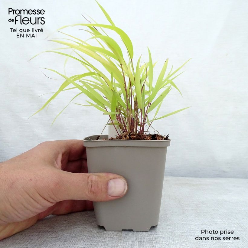 Spécimen de Hakonechloa macra Sunflare - Herbe du Japon en godet de 8 cm tel que livré au printemps