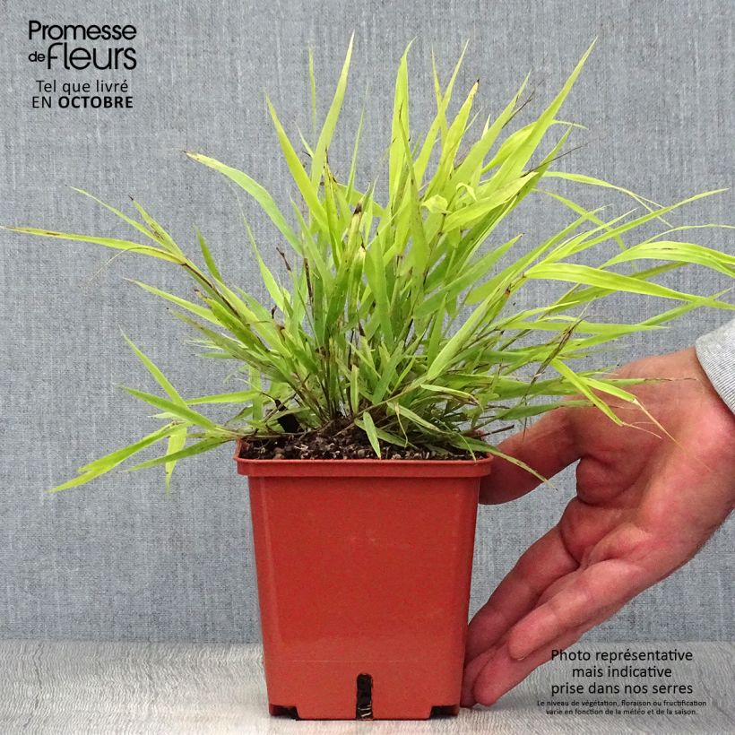 Spécimen de Hakonechloa macra Sunflare - Herbe du Japon Pot de 1L/1,5L tel que livré en automne