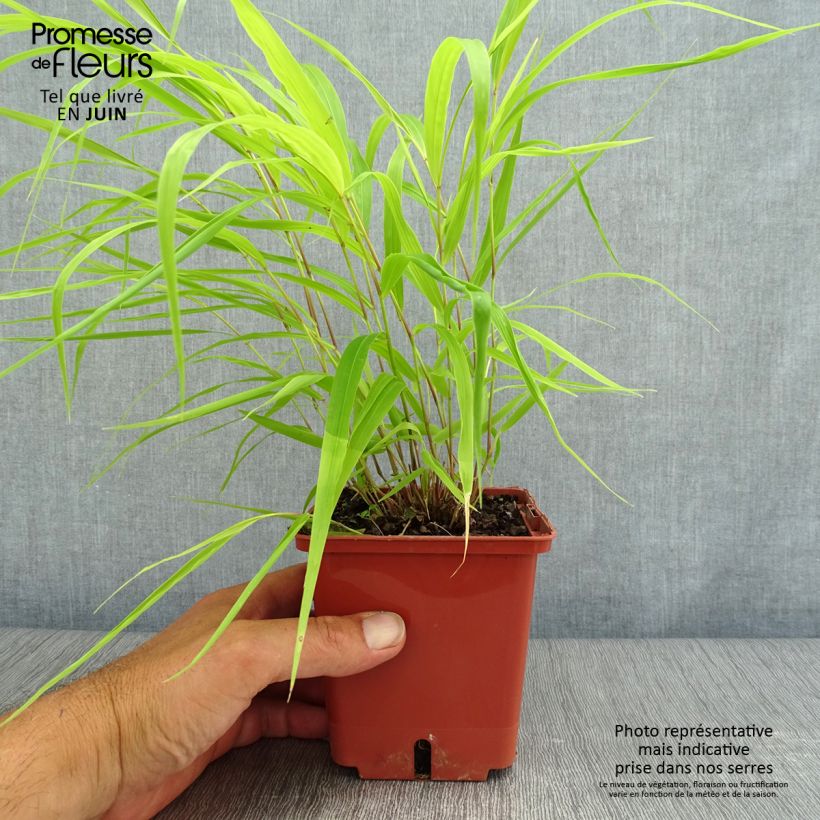 Spécimen de Hakonechloa macra Sunflare - Herbe du Japon Pot de 1L/1,5L tel que livré en été