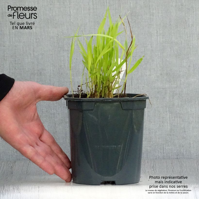 Spécimen de Hakonechloa macra Sunflare - Herbe du Japon en pot de 1.5/2 litres tel que livré au printemps