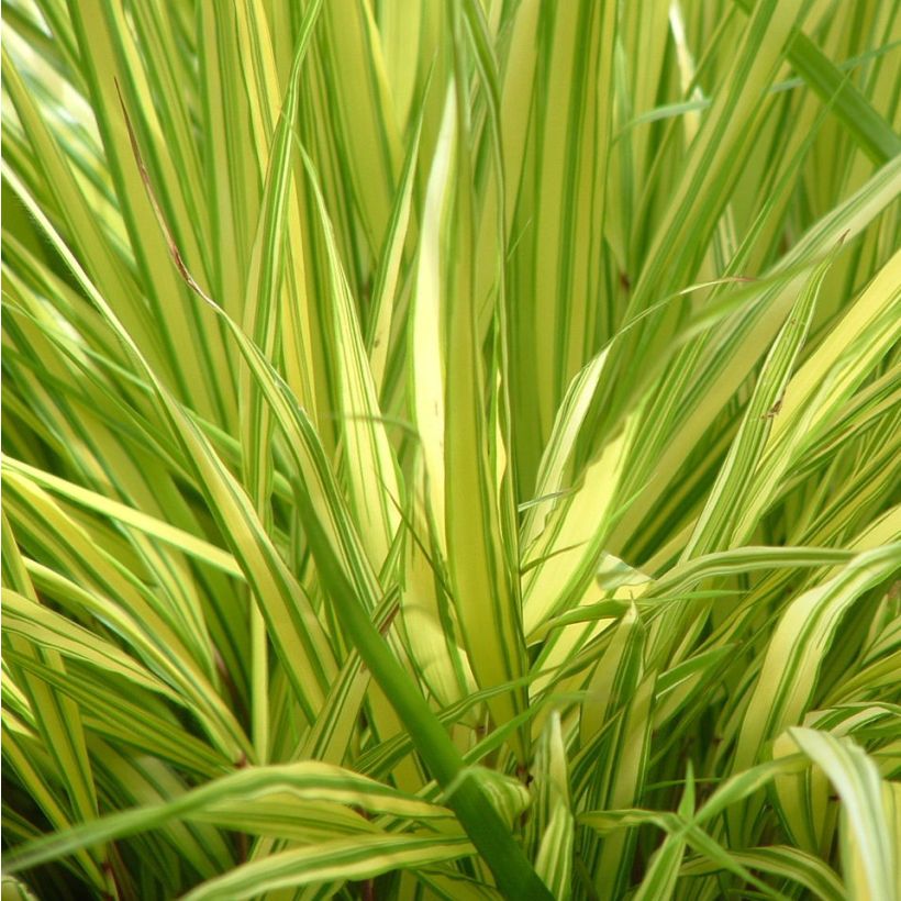 Herbe du Japon - Hakonechloa macra Aureola (Feuillage)