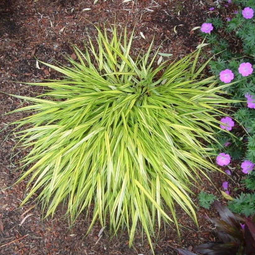 Herbe du Japon - Hakonechloa macra Aureola (Port)