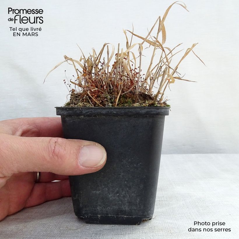Spécimen de Herbe du Japon - Hakonechloa macra Nicolas en godet de 9 cm tel que livré au printemps