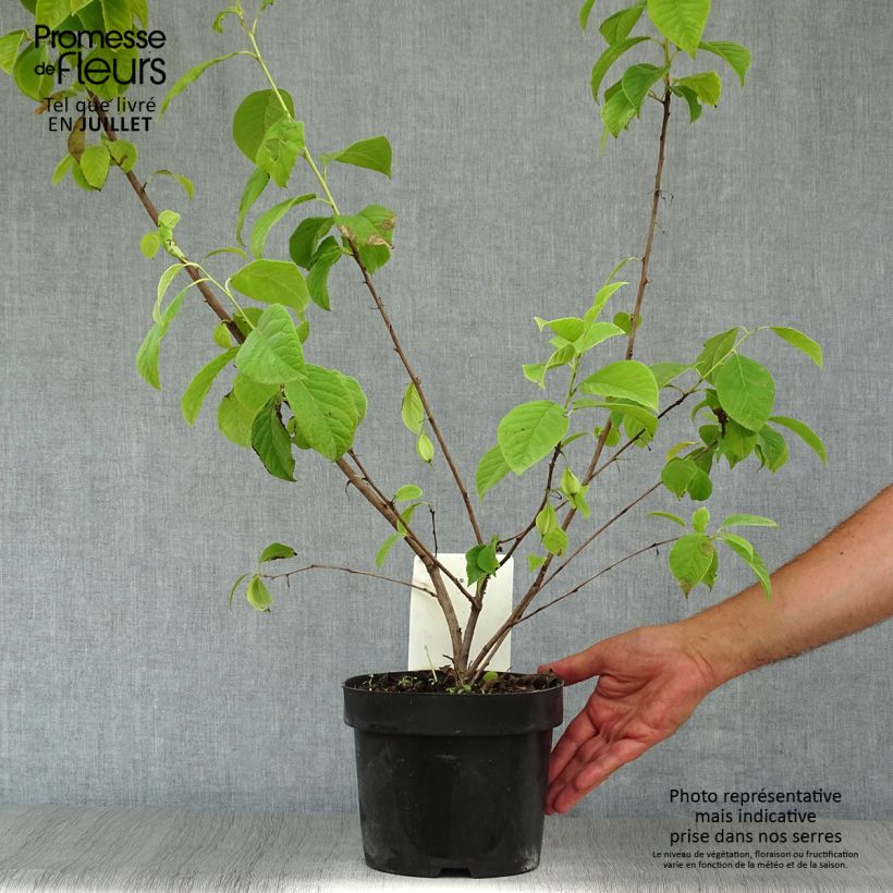 Spécimen de Halesia carolina - Arbre aux cloches d'argent Pot de 2L/3L tel que livré en été
