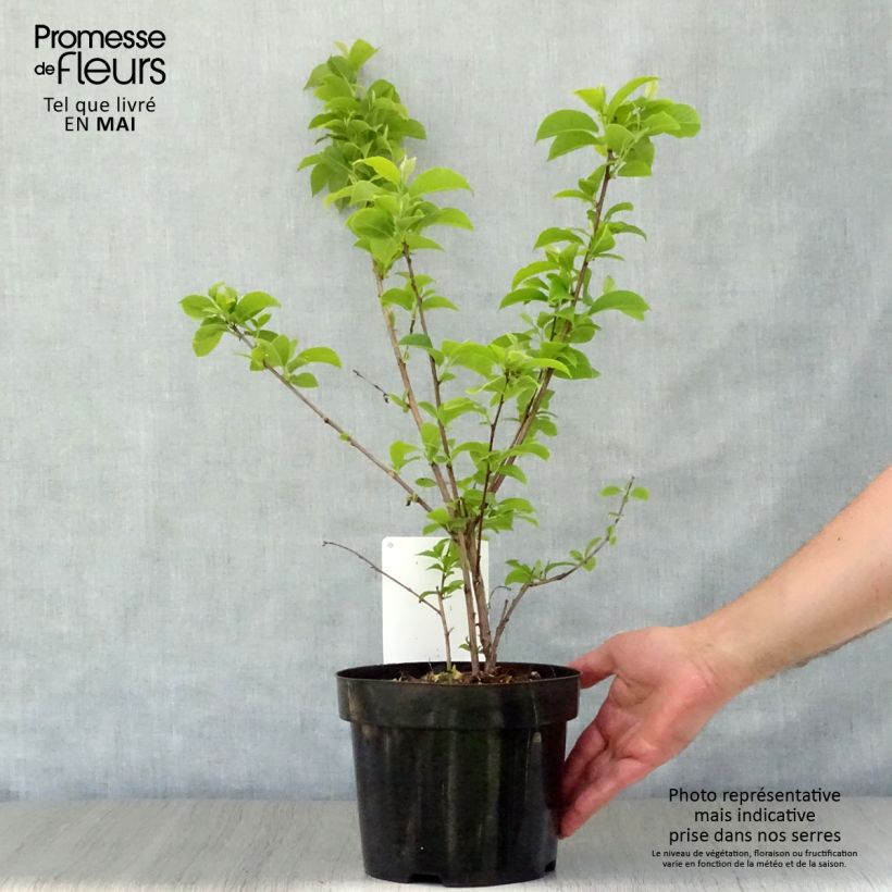 Spécimen de Halesia carolina - Arbre aux cloches d'argent Pot de 2L/3LHauteur livrée env. 40+/-cm tel que livré au printemps