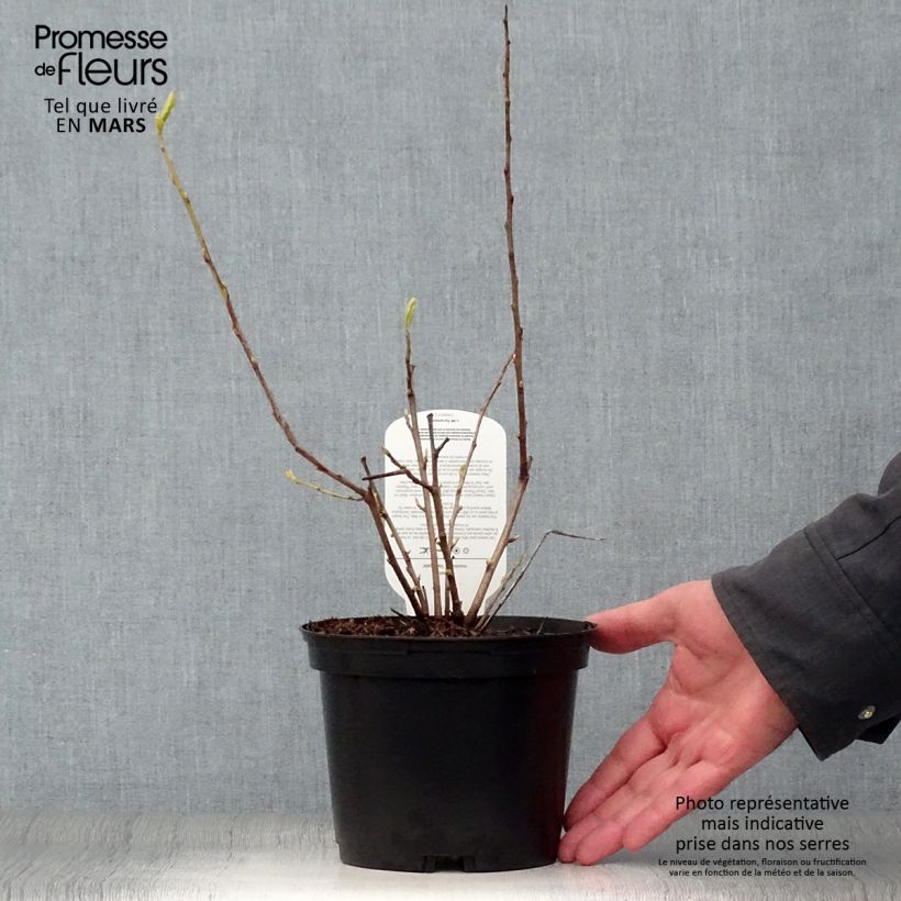 Spécimen de Halesia monticola Variegata - Arbre aux clochettes d'argent Pot de 2L/3L tel que livré au printemps