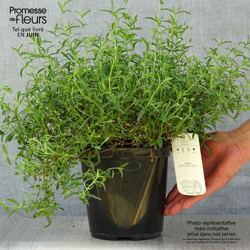 Spécimen de Halimiocistus sahucii - Halimiociste de Sahuc Pot de 4L/5L tel que livré en été