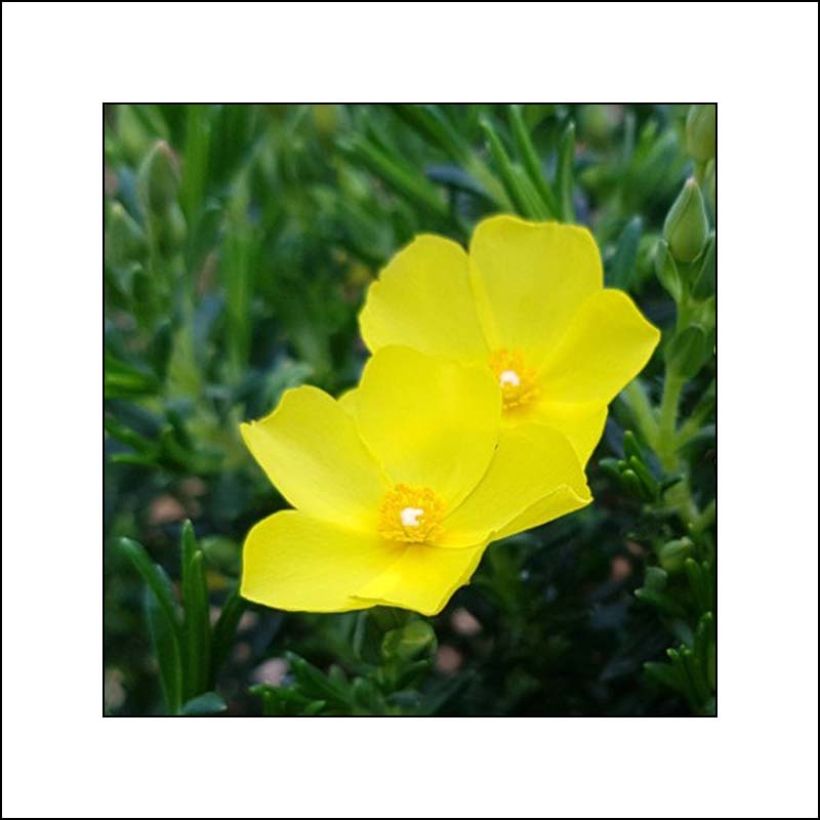 Halimium  April Sun - Faux-ciste jaune. (Floraison)