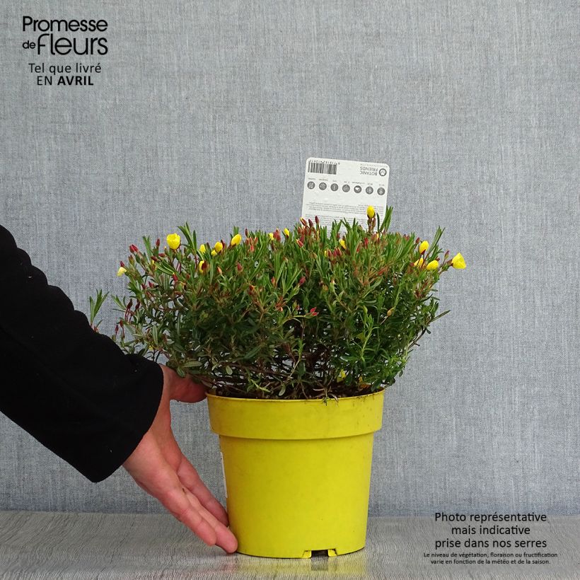 Spécimen de Halimium  April Sun - Faux-ciste jaune. Pot de 1.5L tel que livré au printemps