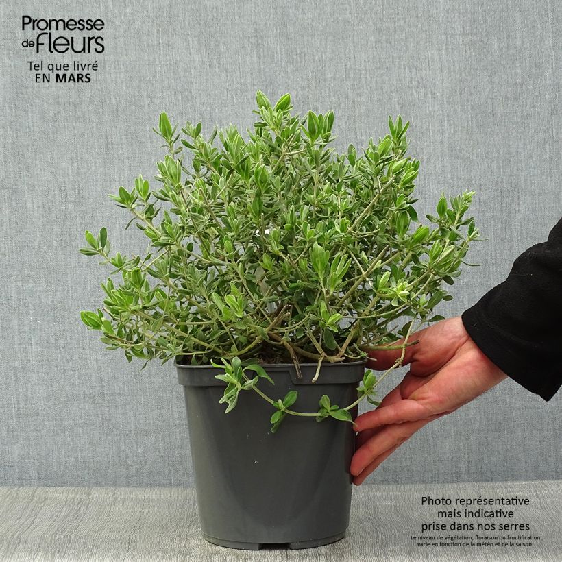 Spécimen de Halimium lasianthum subsp. formosum  Pot de 4L tel que livré au printemps