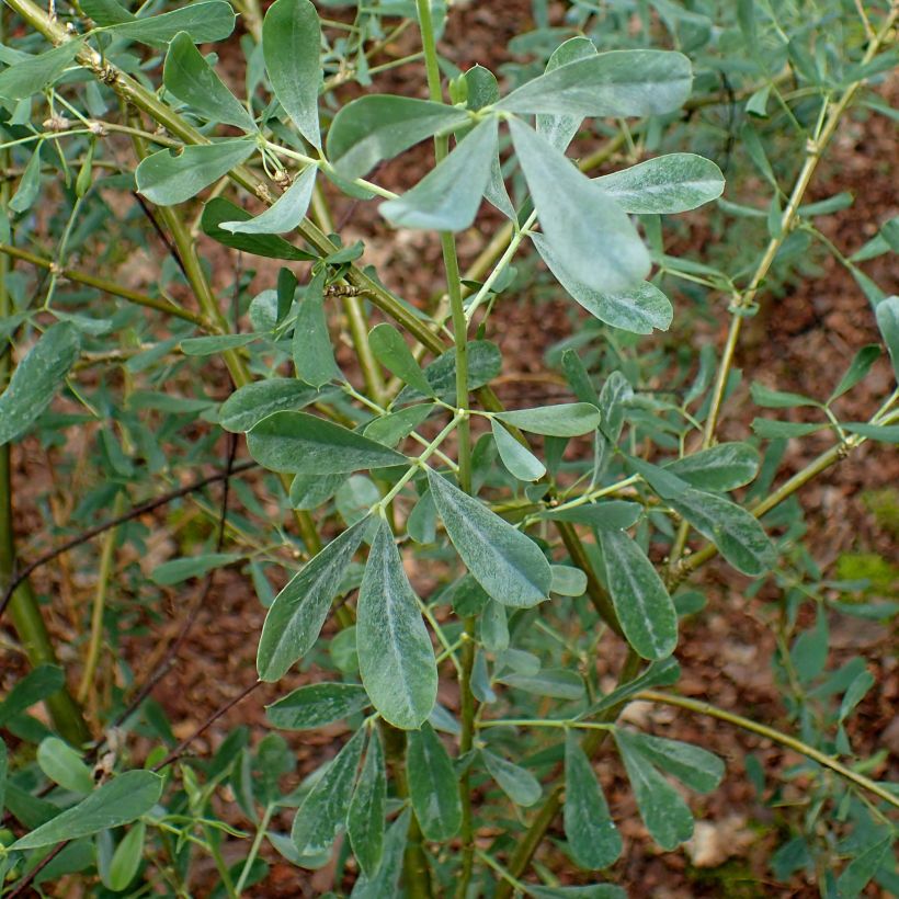 Halimodendron halodendron - Caragana argenté (Feuillage)