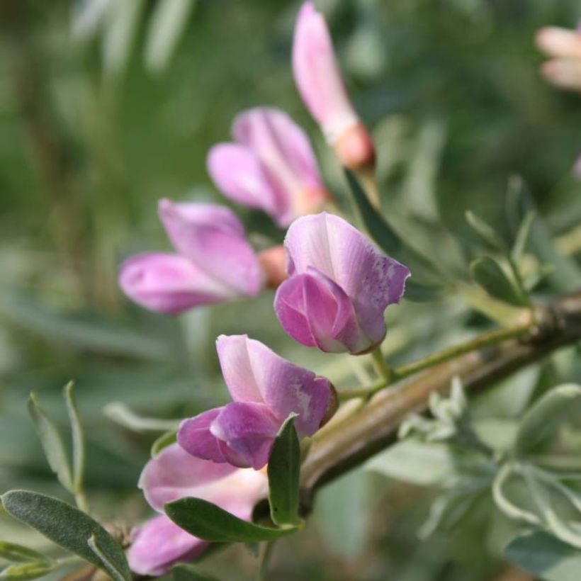 Halimodendron halodendron - Caragana argenté (Floraison)