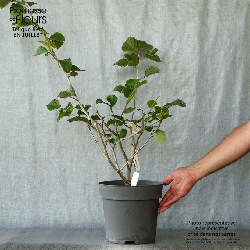 Spécimen de Hamamelis intermedia Ruby Glow - Noisetier de sorcière Pot de 6L/7L tel que livré en été