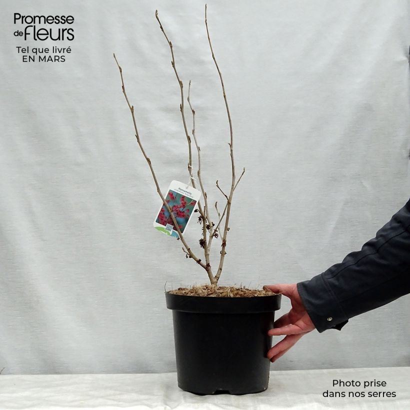 Spécimen de Hamamelis intermedia Ruby Glow - Noisetier de sorcière Pot de 6L/7LHauteur livrée env. 60/80cm tel que livré au printemps