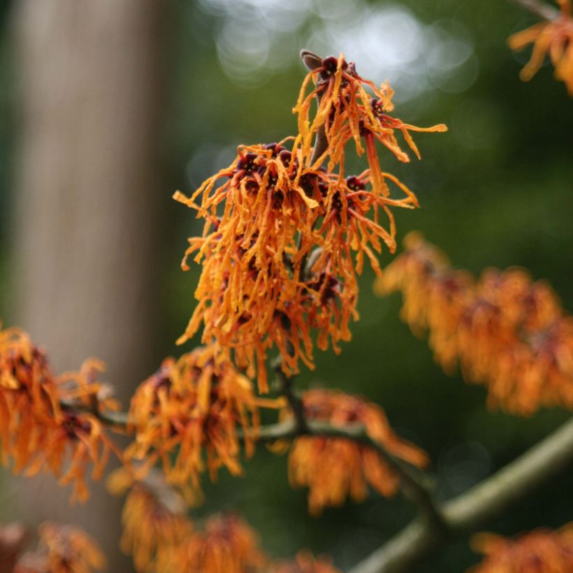 Hamamelis (x) intermedia Aphrodite - Noisetier de sorcière (Floraison)