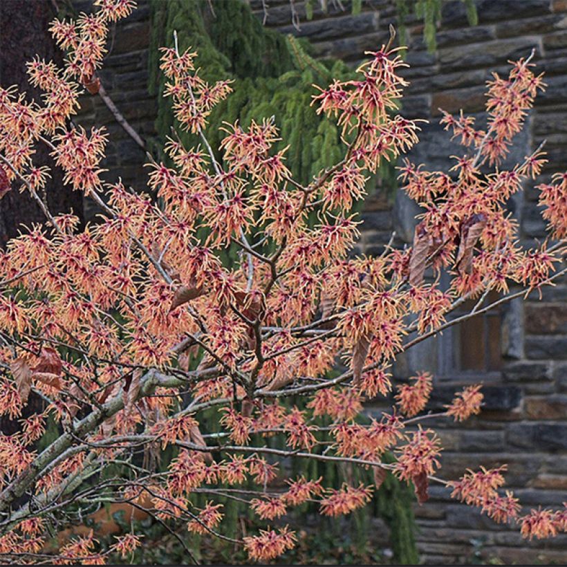 Hamamelis (x) intermedia Feuerzauber - Noisetier de sorcière (Floraison)