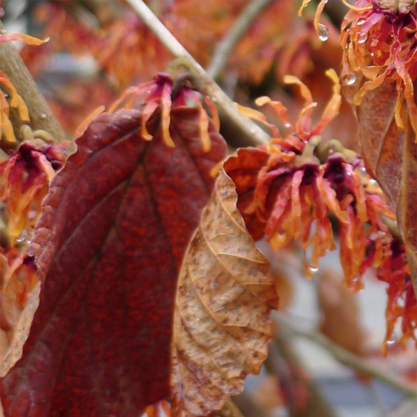 Hamamelis (x) intermedia Jelena - Noisetier de sorcière (Feuillage)