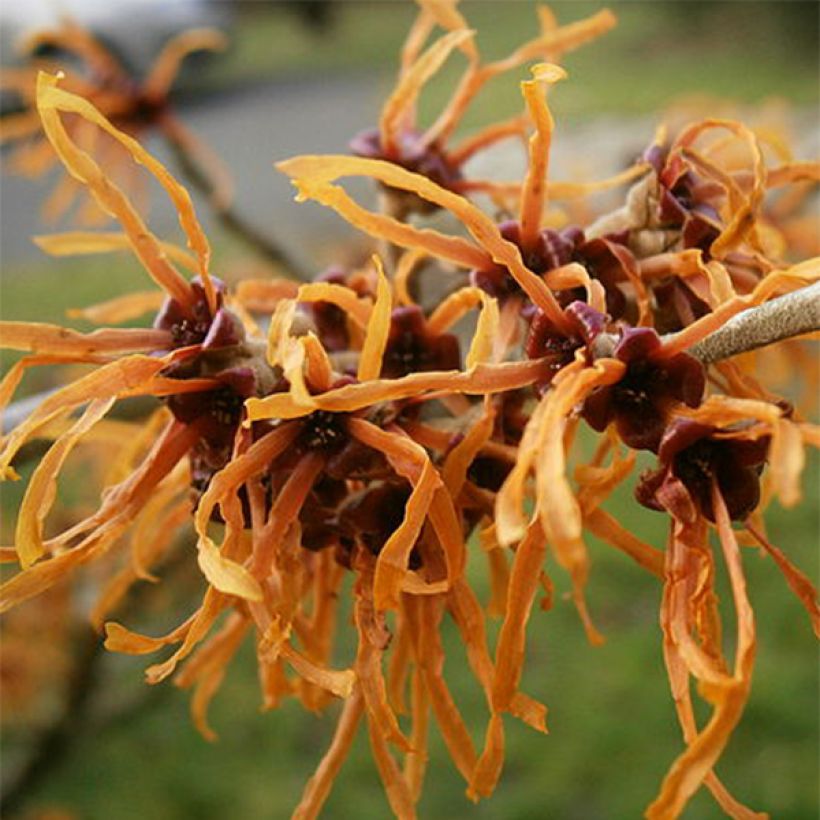 Hamamelis (x) intermedia Jelena - Noisetier de sorcière (Floraison)