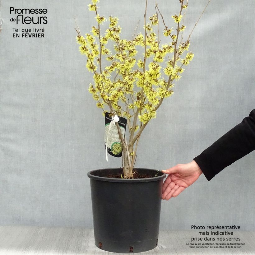Spécimen de Hamamelis intermedia Arnold Promise - Noisetier de Sorcière Pot de 18L/20L tel que livré en hiver