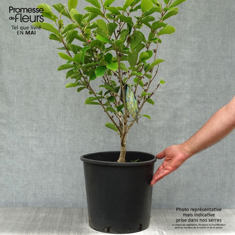 Spécimen de Hamamelis intermedia Arnold Promise - Noisetier de Sorcière pot de 18/20L tel que livré au printemps