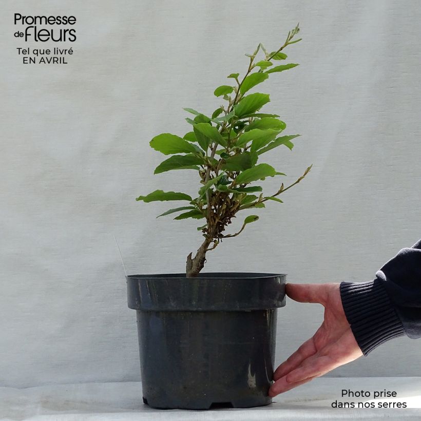 Spécimen de Hamamelis intermedia Arnold Promise - Noisetier de Sorcière pot de 7L tel que livré au printemps