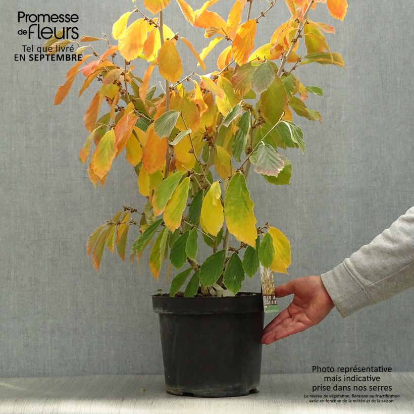 Spécimen de Hamamelis intermedia Arnold Promise - Noisetier de Sorcière Pot de 4L/5L tel que livré en automne
