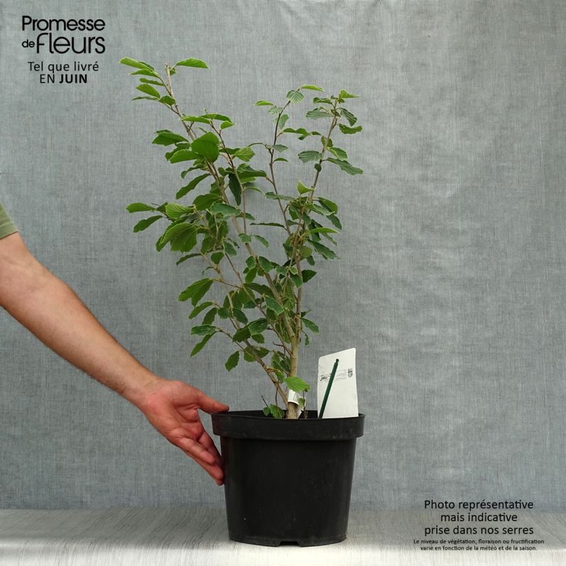 Spécimen de Hamamelis intermedia Arnold Promise - Noisetier de Sorcière Pot de 6L/7L tel que livré en été