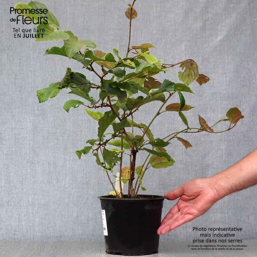 Spécimen de Hamamelis intermedia Diane - Noisetier de Sorcière Pot de 2L/3L tel que livré en été