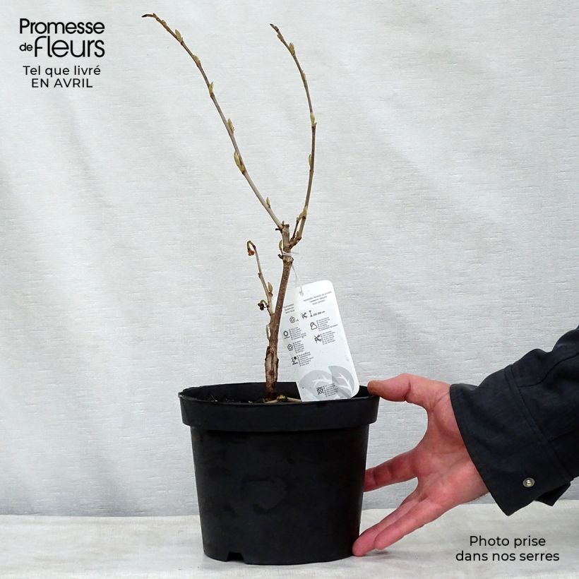 Spécimen de Hamamelis intermedia Diane - Noisetier de Sorcière en pot de 3L tel que livré au printemps