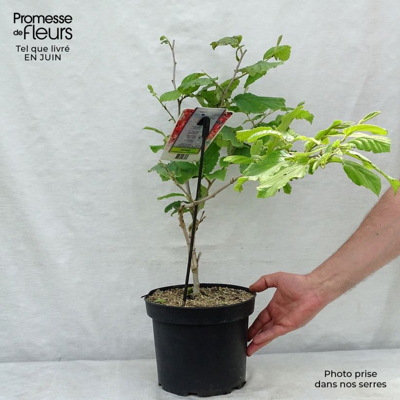 Spécimen de Hamamelis intermedia Diane - Noisetier de Sorcière Pot de 4L/5L tel que livré en été