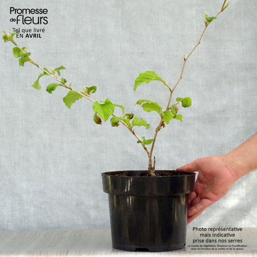 Spécimen de Hamamelis intermedia Diane - Noisetier de Sorcière en pot de 5L tel que livré au printemps