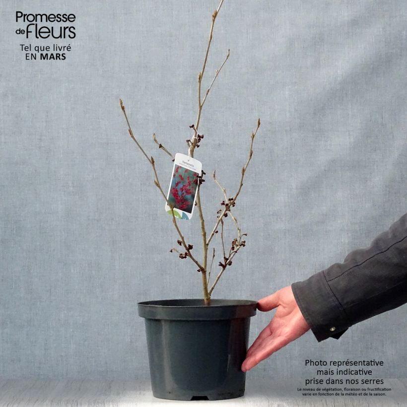 Spécimen de Hamamelis intermedia Ruby Glow - Noisetier de sorcière Pot de 4L/5LHauteur livrée env. 40/50cm tel que livré au printemps