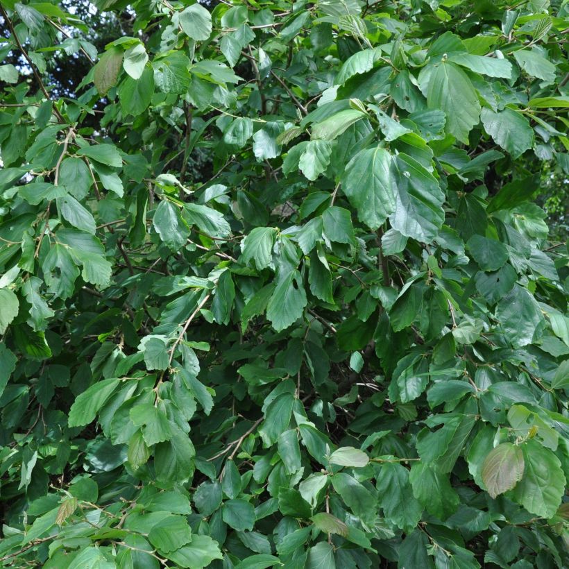 Hamamelis japonica Pendula - Hamamelis pleureur (Feuillage)
