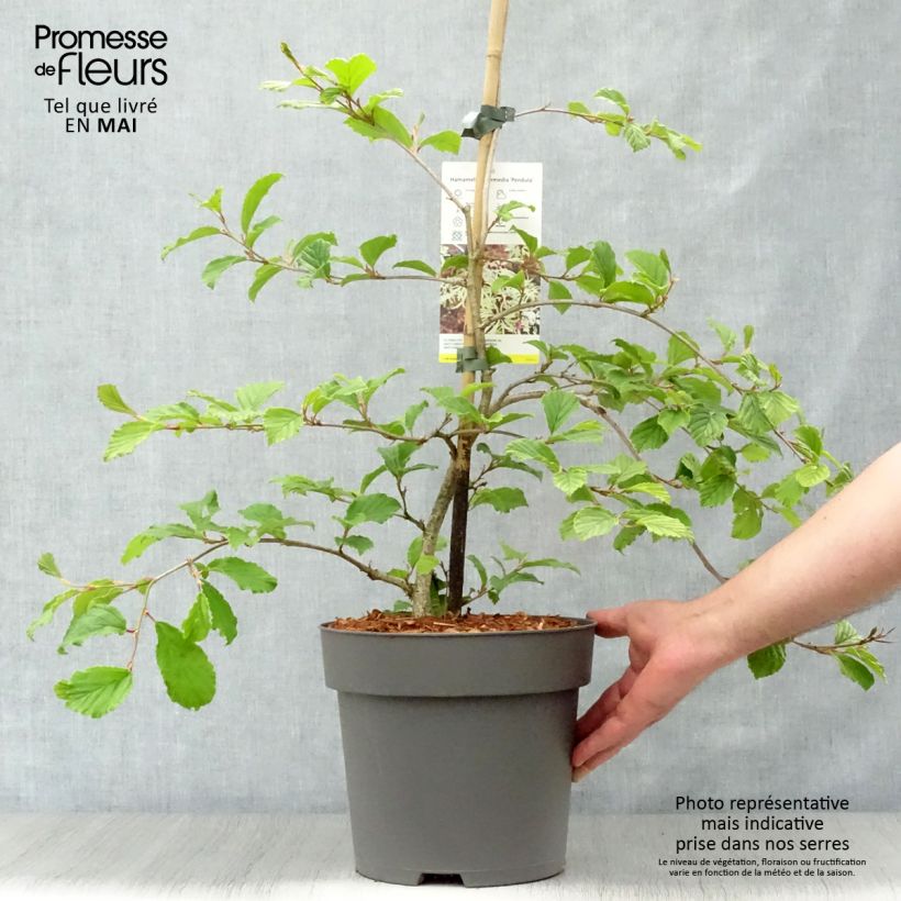 Spécimen de Hamamelis japonica Pendula - Hamamelis pleureur tel que livré au printemps