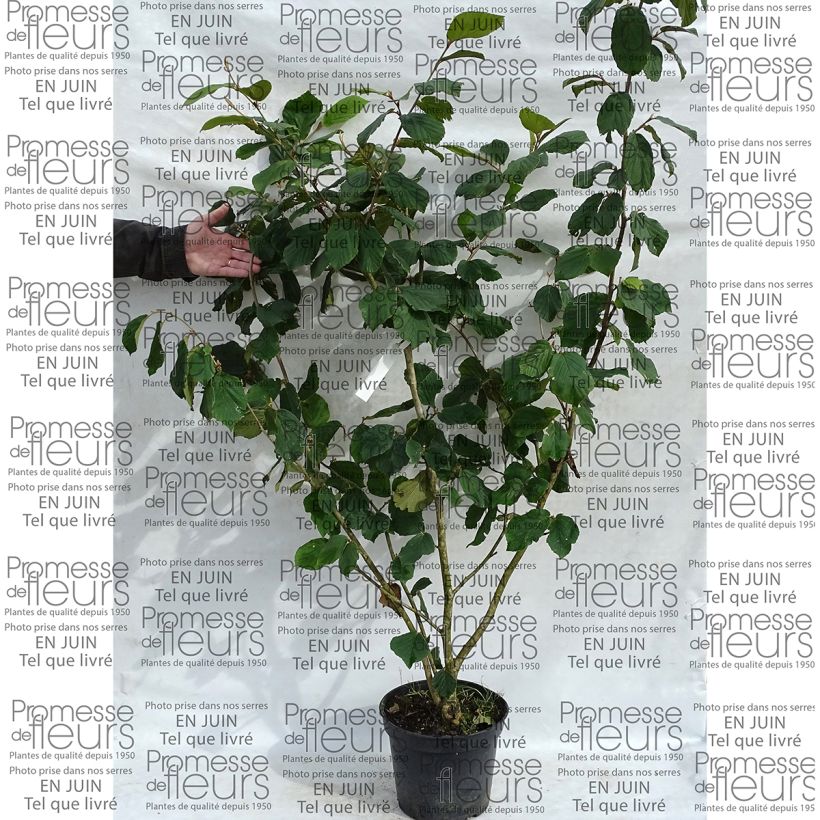 Exemple de spécimen de Noisetier des sorcières - Hamamelis mollis Pallida Pot de 7,5L/10LHauteur livrée env. 80/100cm tel que livré