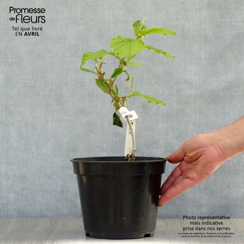 Spécimen de Noisetier des sorcières - Hamamelis mollis Pallida Pot de 4L/5LHauteur livrée env. 60/70cm tel que livré au printemps