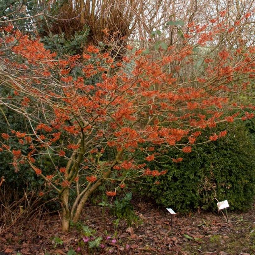 Hamamelis (x) intermedia Jelena - Noisetier de sorcière à fleurs orange