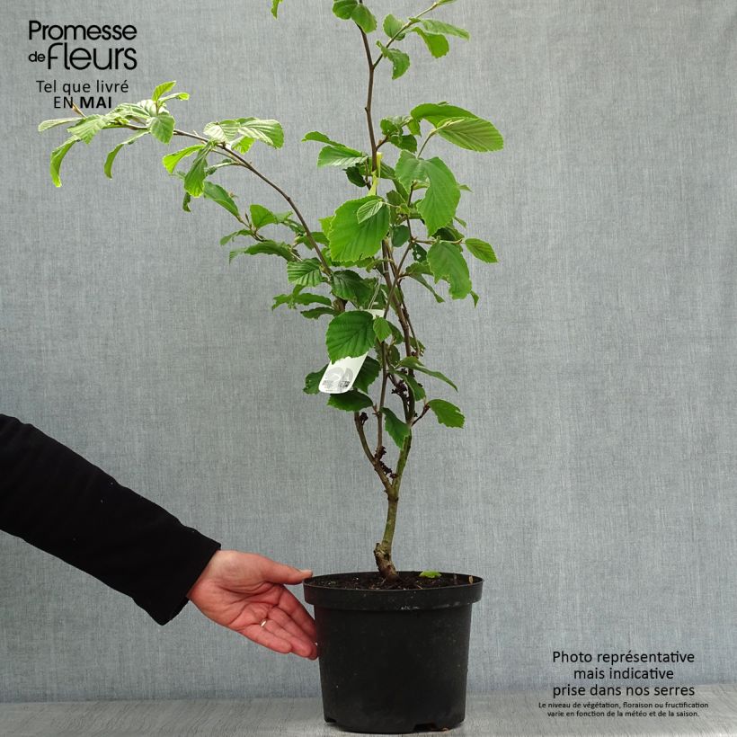 Spécimen de Hamamelis (x) intermedia Feuerzauber - Noisetier de sorcière Pot de 4L/5L tel que livré au printemps