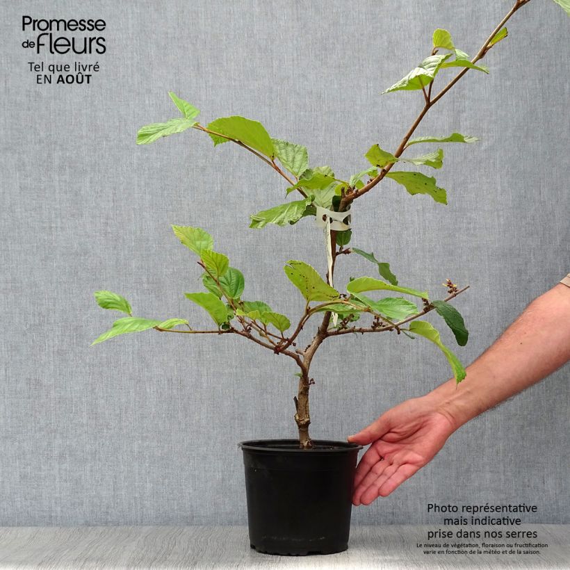 Spécimen de Hamamelis (x) intermedia Jelena - Noisetier de sorcière Pot de 2L/3L tel que livré en été
