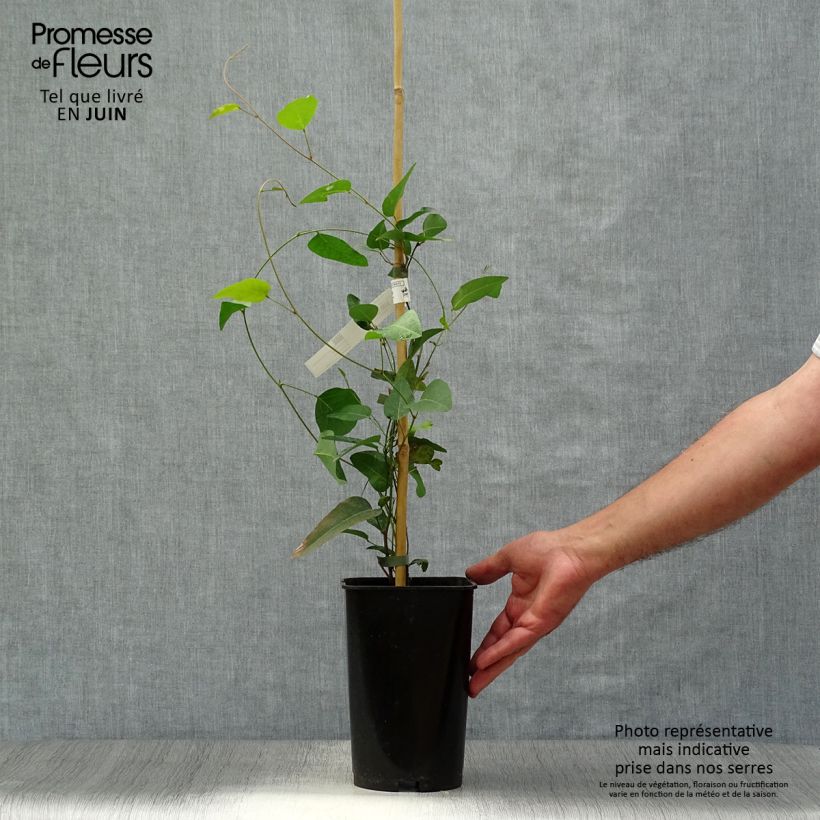 Spécimen de Hardenbergia violacea Pot de 2L/3L tel que livré en été