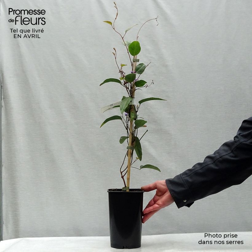 Spécimen de Hardenbergia violacea Pot de 2L/3L tel que livré au printemps