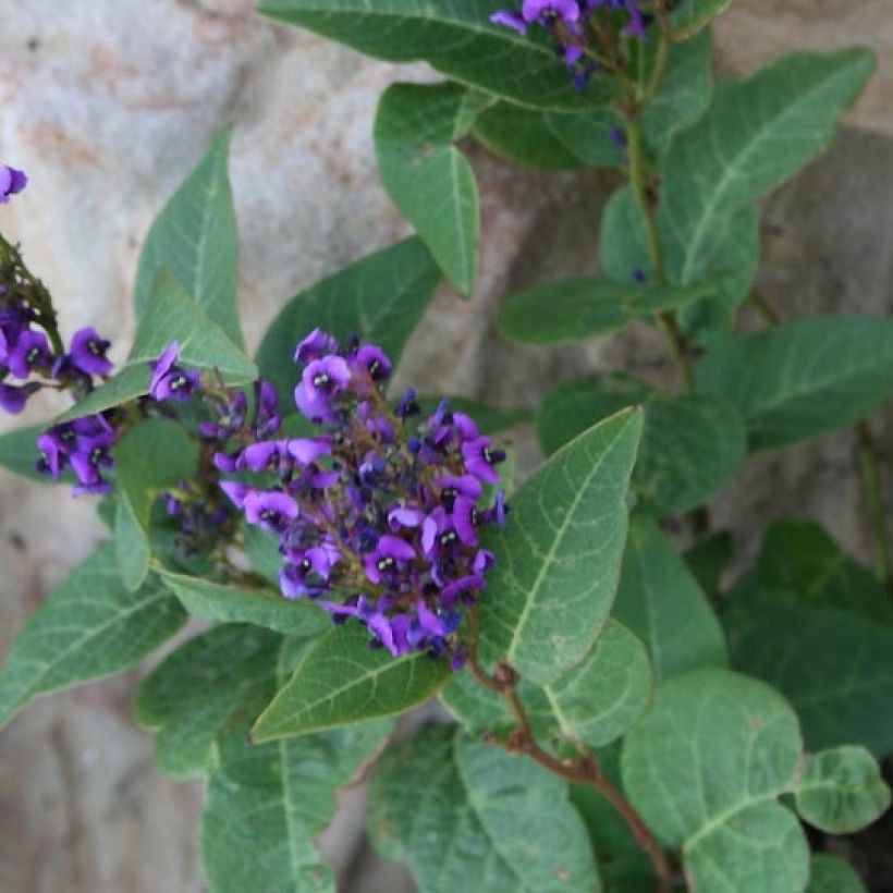 Hardenbergia violacea Regent (Feuillage)