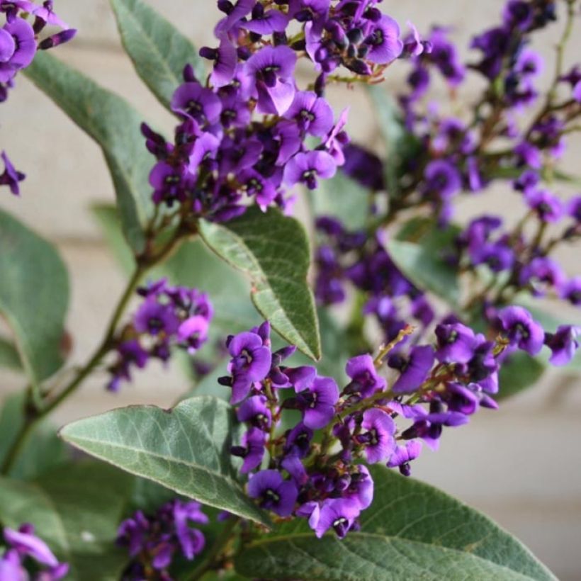 Hardenbergia violacea Regent (Floraison)