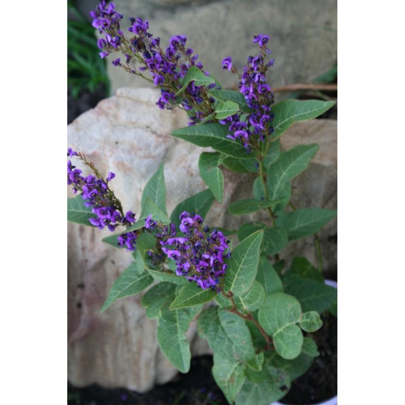 Hardenbergia violacea Regent (Port)