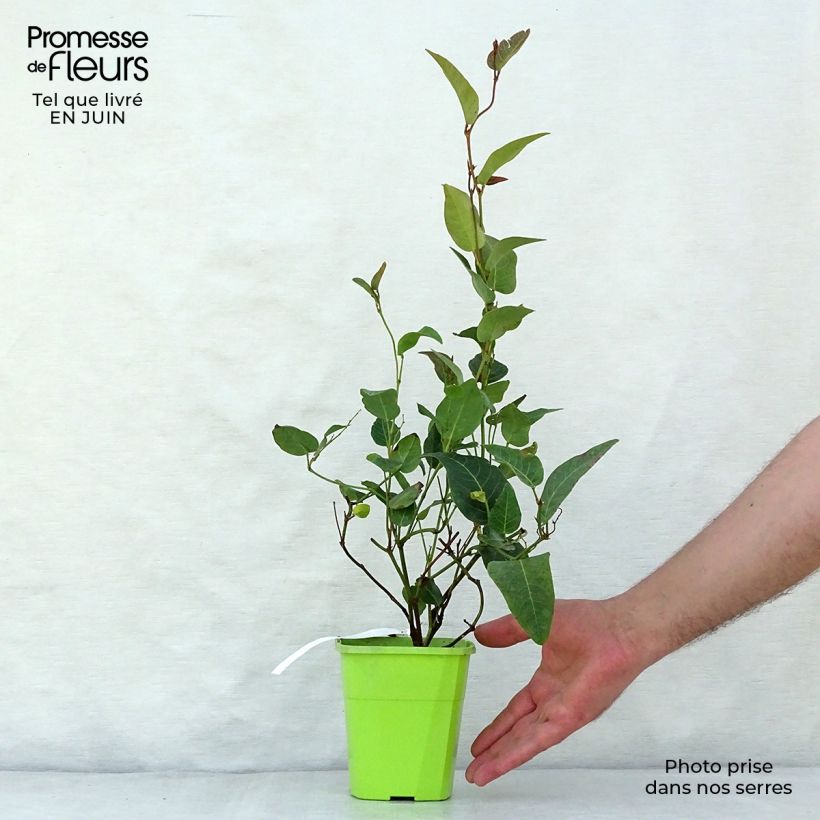 Spécimen de Hardenbergia violacea Regent Pot de 1L/1,5L tel que livré en été