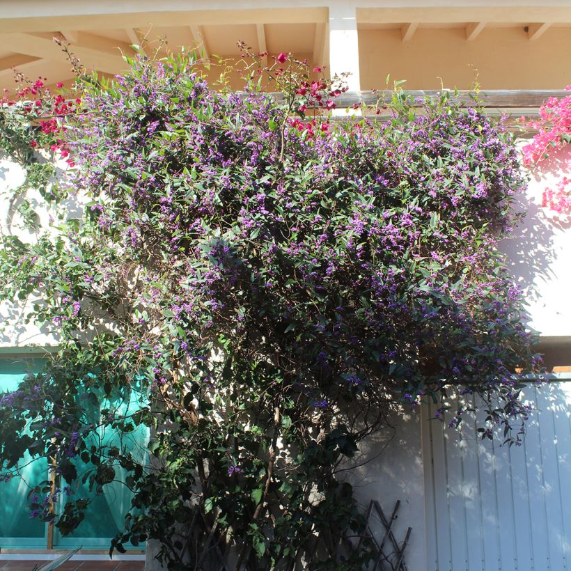 Hardenbergia violacea (Port)