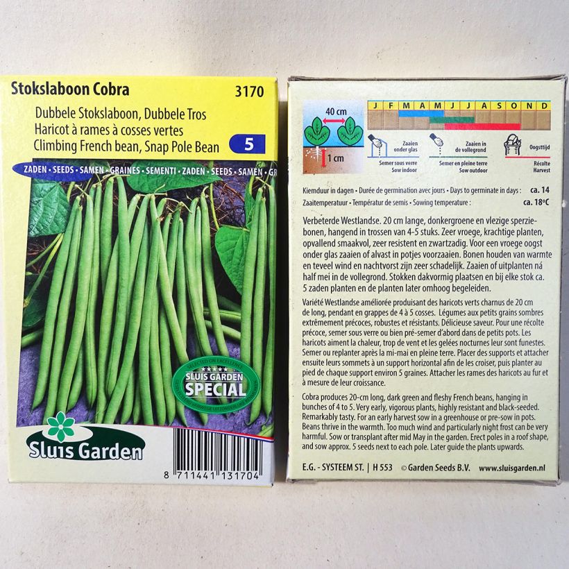 Exemple de spécimen de Haricot à rames mangetout Cobra Graines tel que livré