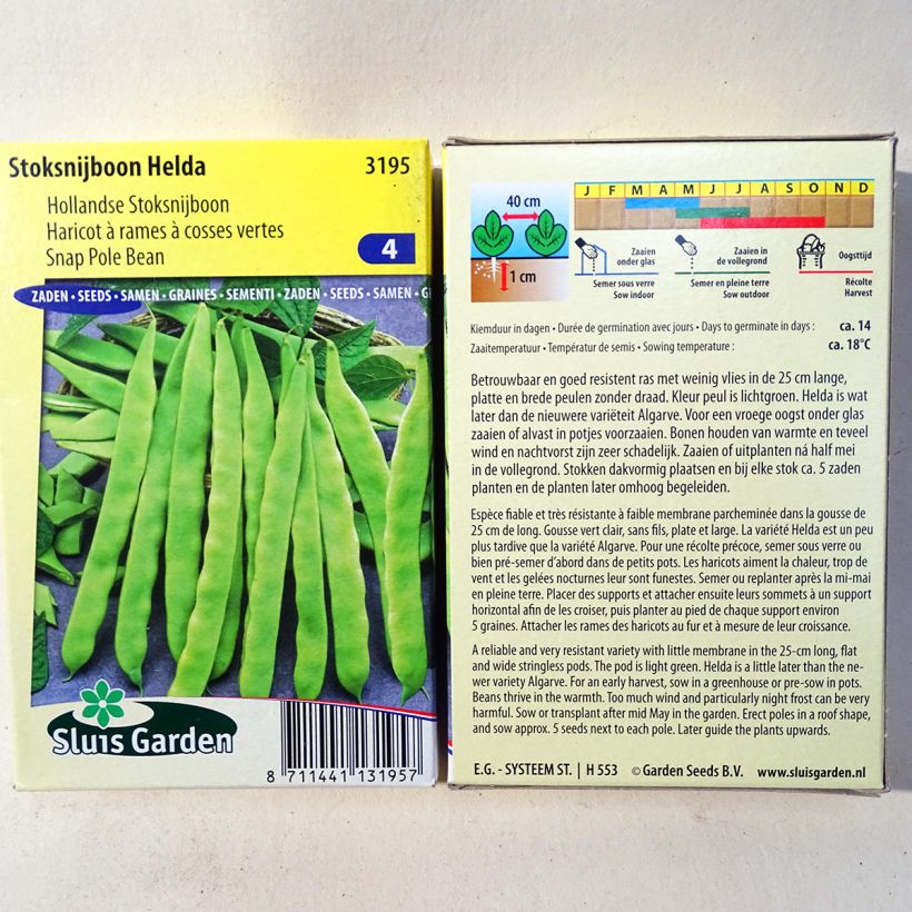Exemple de spécimen de Haricot à rames mangetout Helda (gousses plates) Graines tel que livré