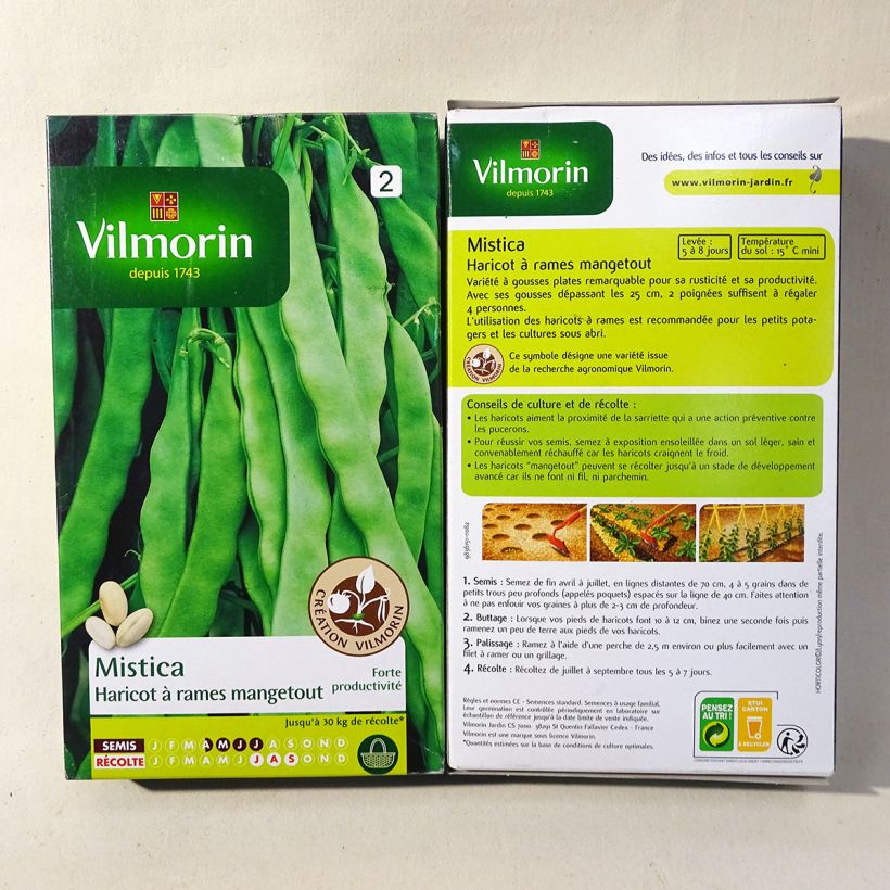 Exemple de spécimen de Haricot à rames mangetout Mistica (Création Vilmorin) - Vilmorin Graines tel que livré