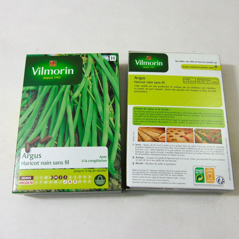 Exemple de spécimen de Haricot nain à filet Argus - Vilmorin Graines tel que livré